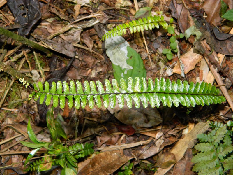 Asplenium grandidentatum photo 5