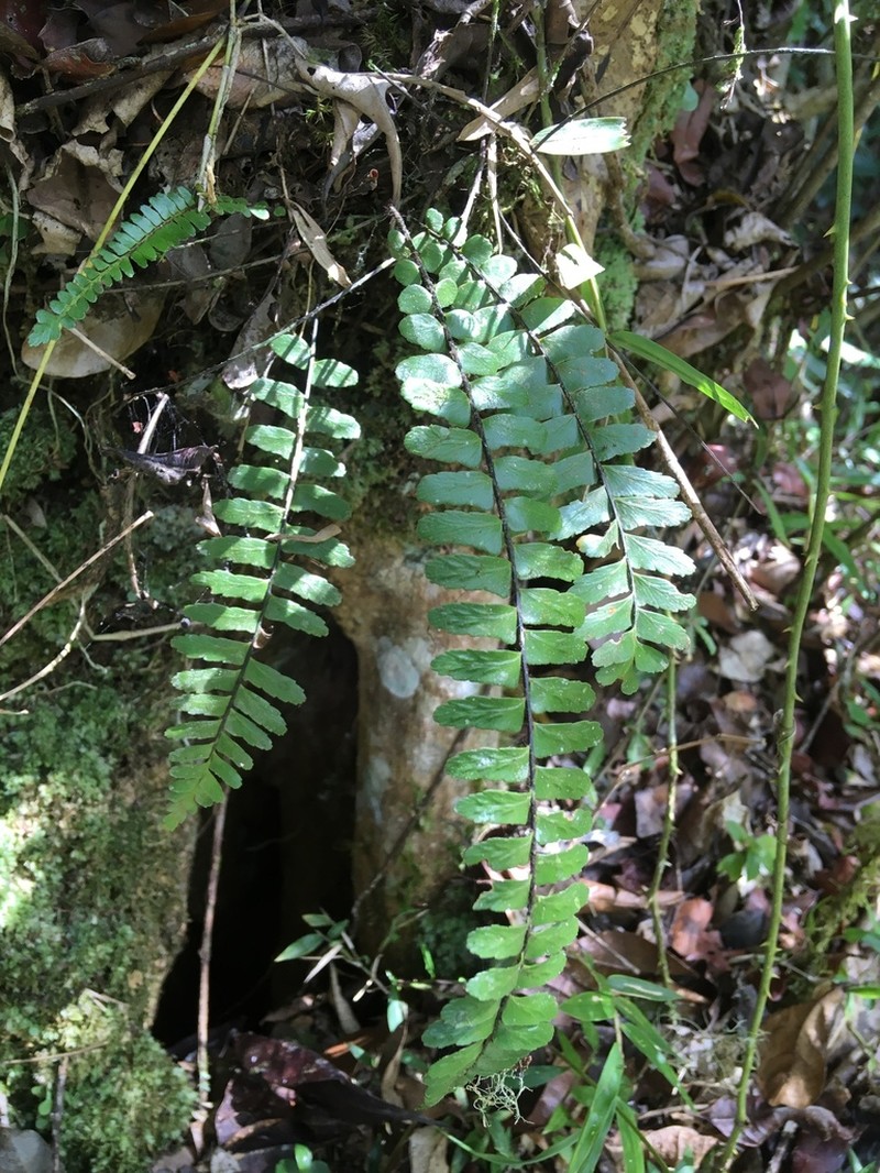 Asplenium grandidentatum