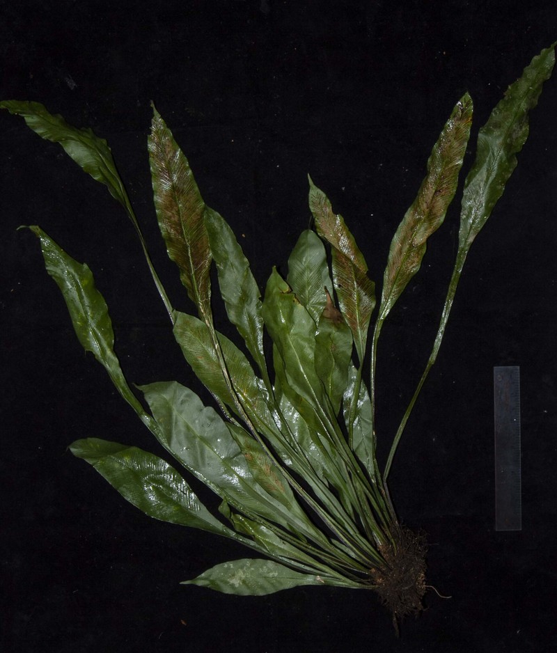 Asplenium grevillei photo 5