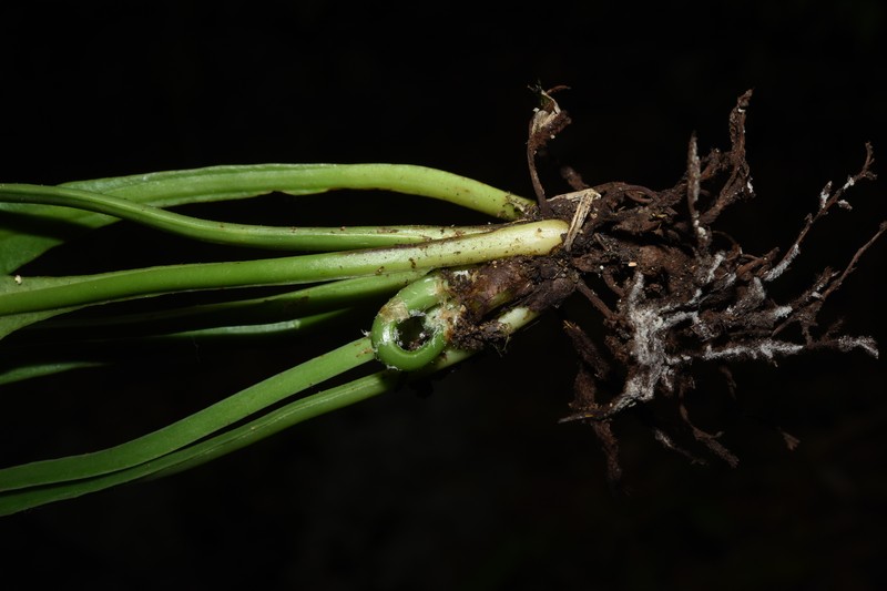 Asplenium grevillei photo 6