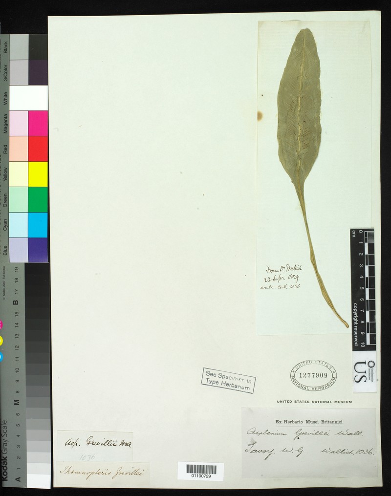 Asplenium grevillei