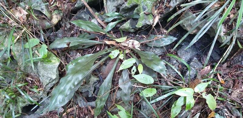 Asplenium grevillei