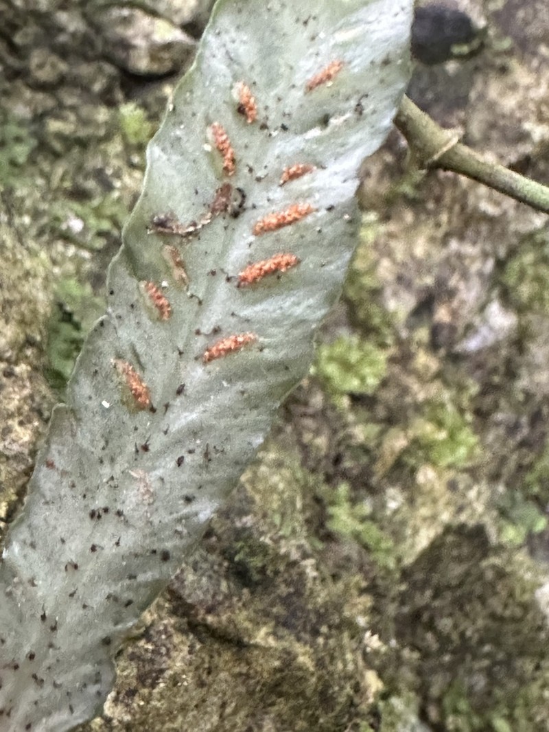 Asplenium griffithianum photo 2