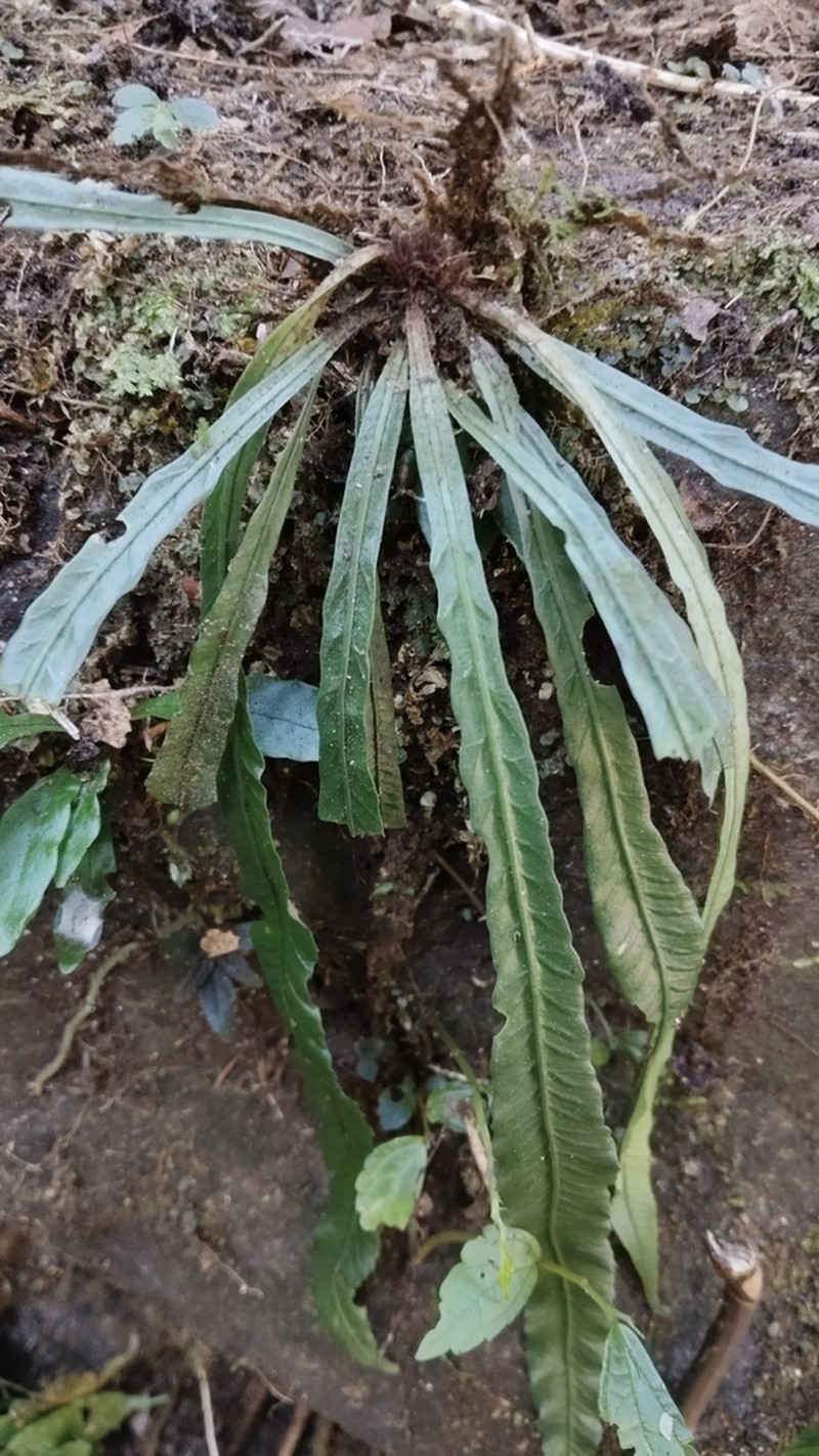 Asplenium griffithianum photo 3