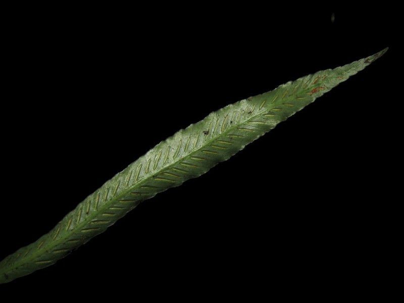 Asplenium griffithianum photo 4