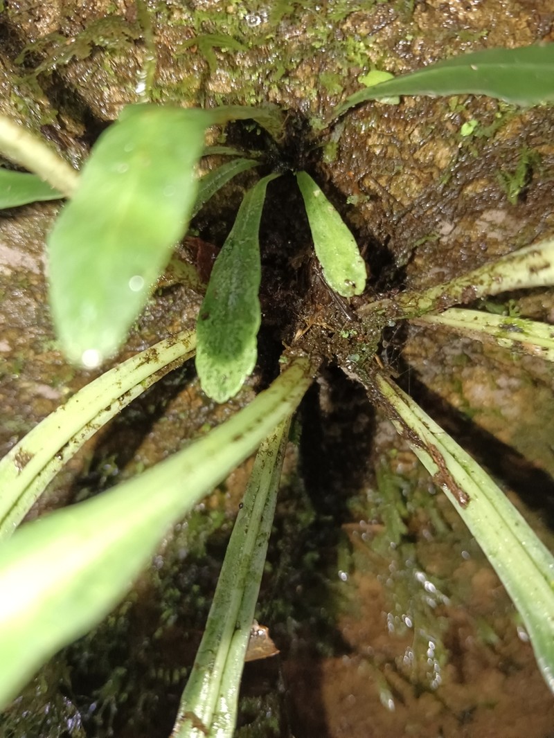 Asplenium griffithianum photo 5