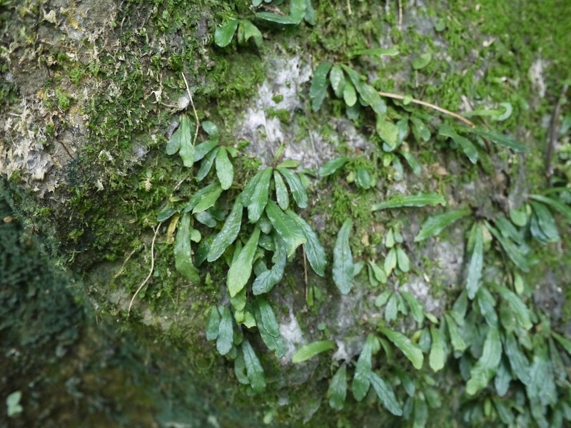 Asplenium griffithianum photo 6