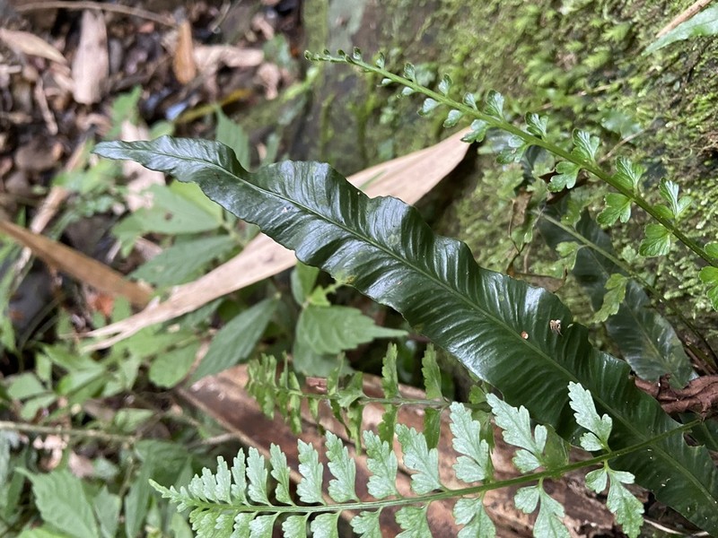 Asplenium griffithianum photo 7