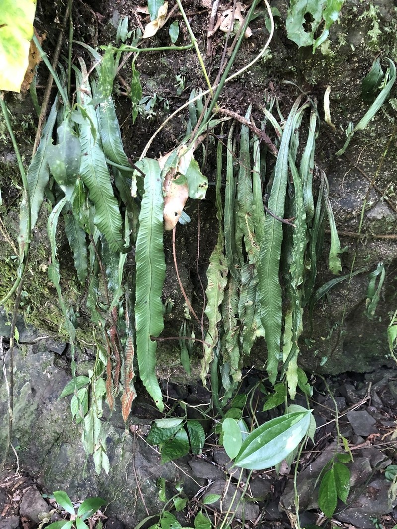 Asplenium griffithianum photo 8