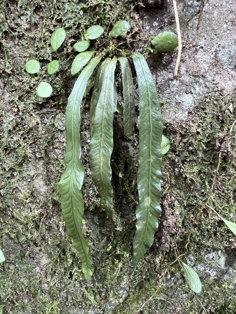Asplenium griffithianum