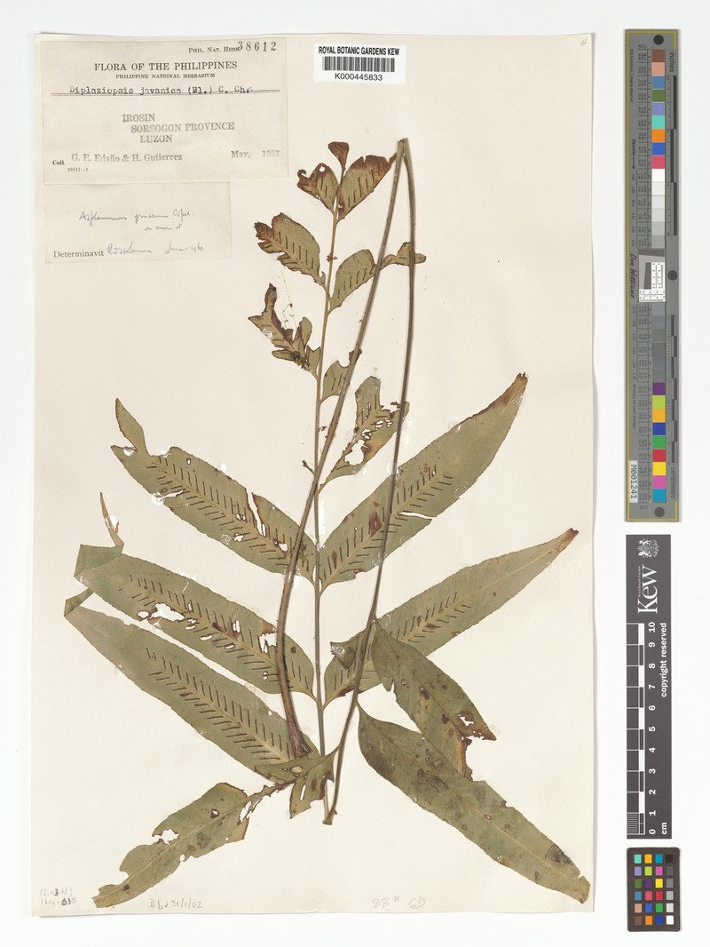 Asplenium griseum