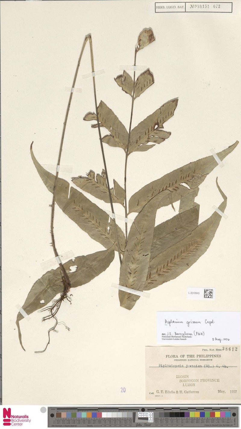 Asplenium griseum photo 2