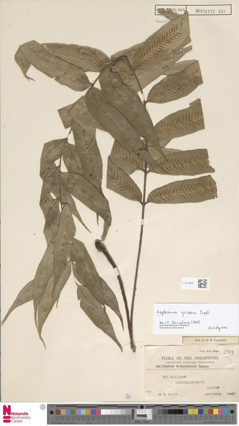 Asplenium griseum photo 3