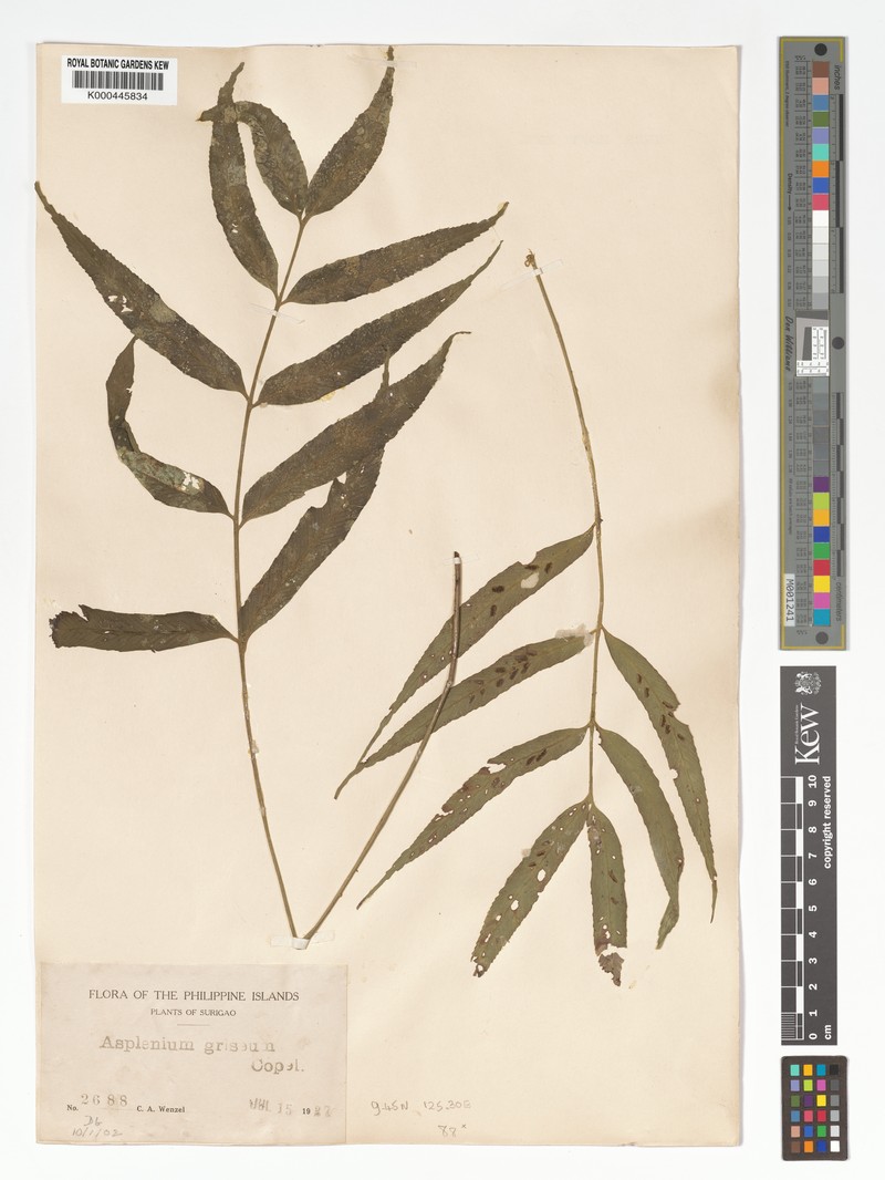 Asplenium griseum photo 4