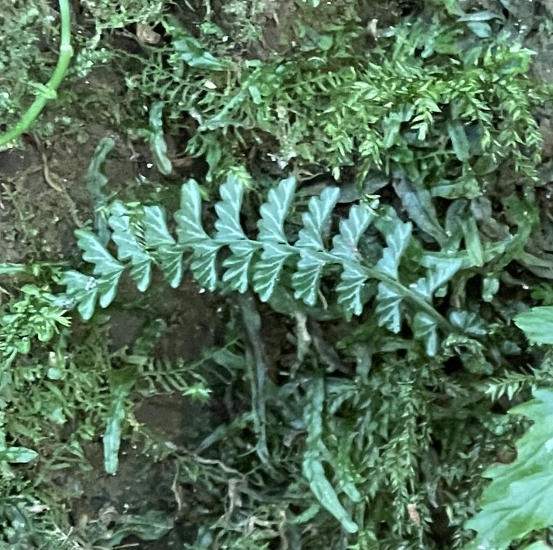 Asplenium gueinzianum photo 4