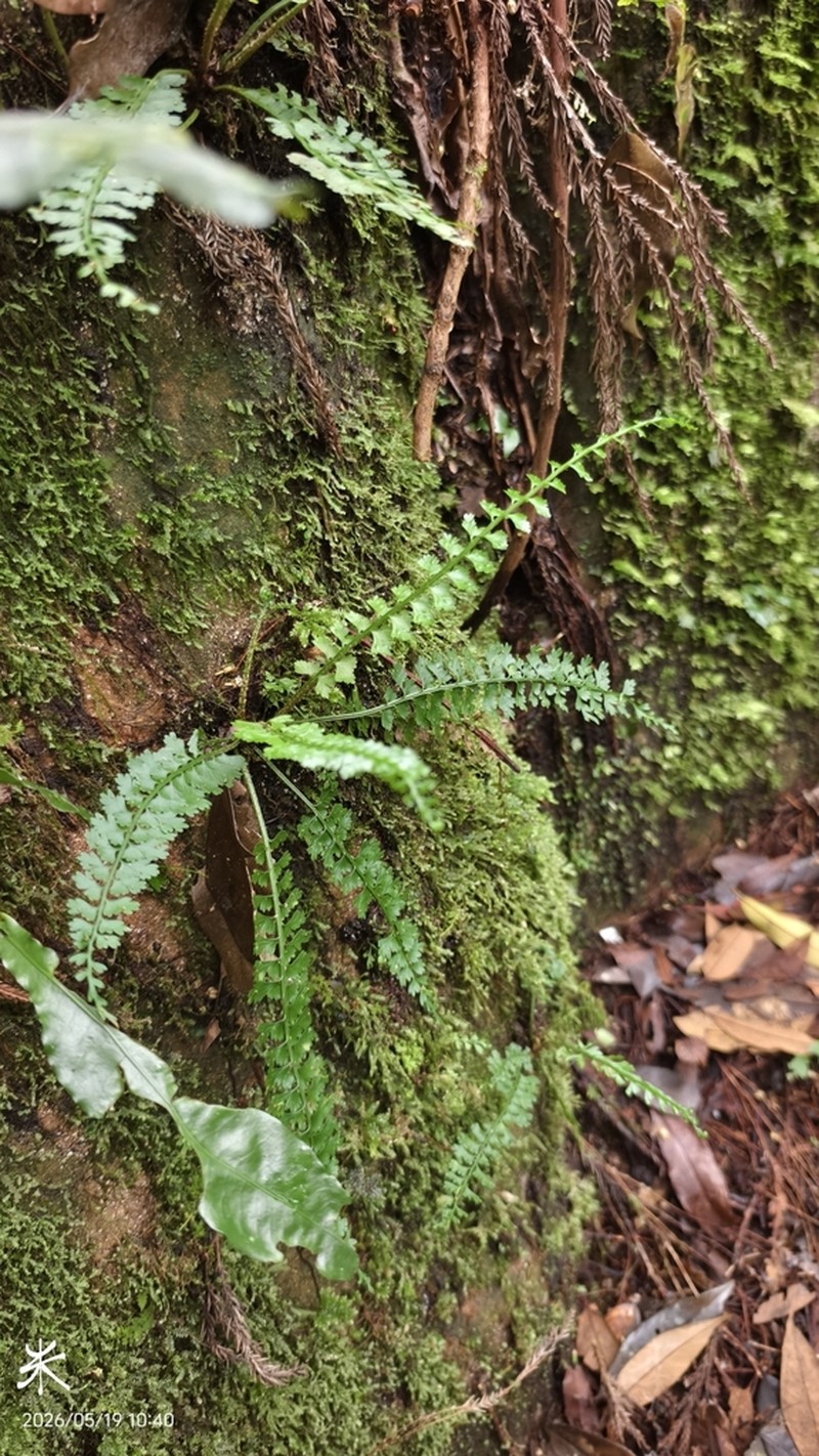 Asplenium gueinzianum photo 5
