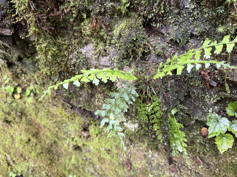 Asplenium gueinzianum photo 6