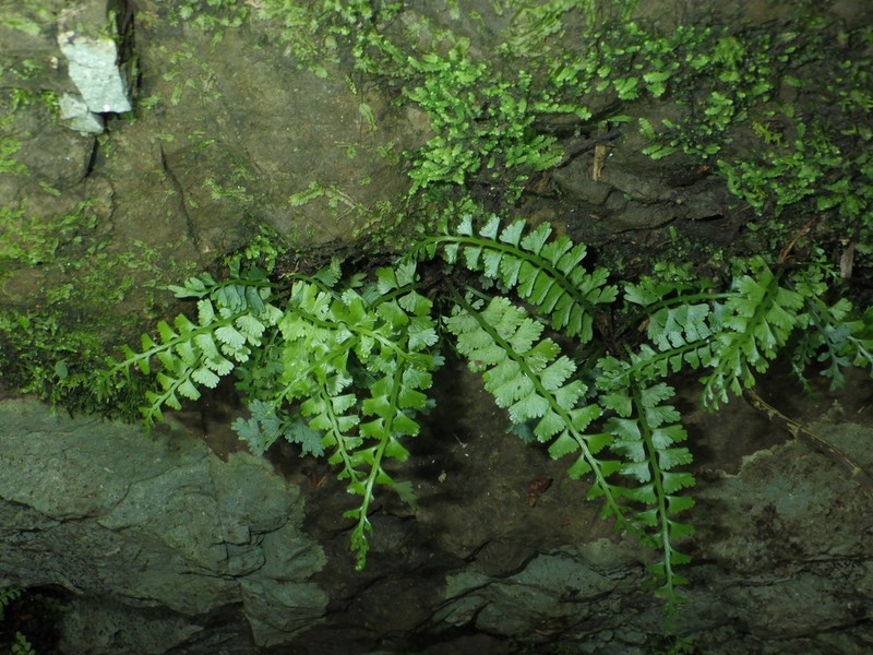 Asplenium gueinzianum photo 7