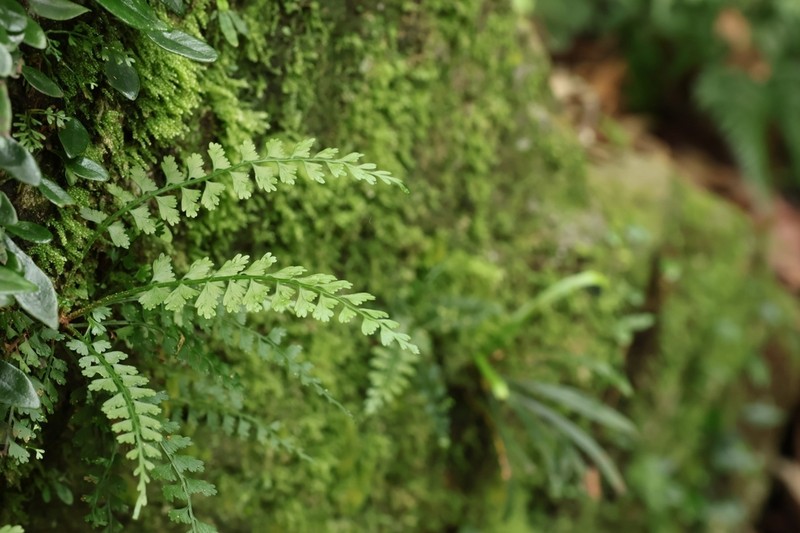 Asplenium gueinzianum photo 8
