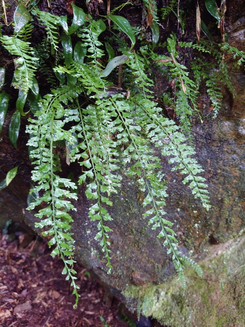 Asplenium gueinzianum