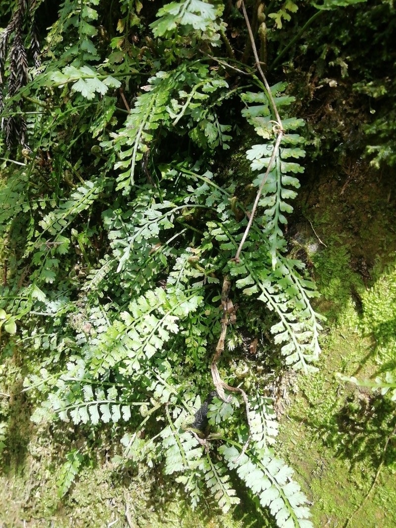 Asplenium gueinzianum photo 2