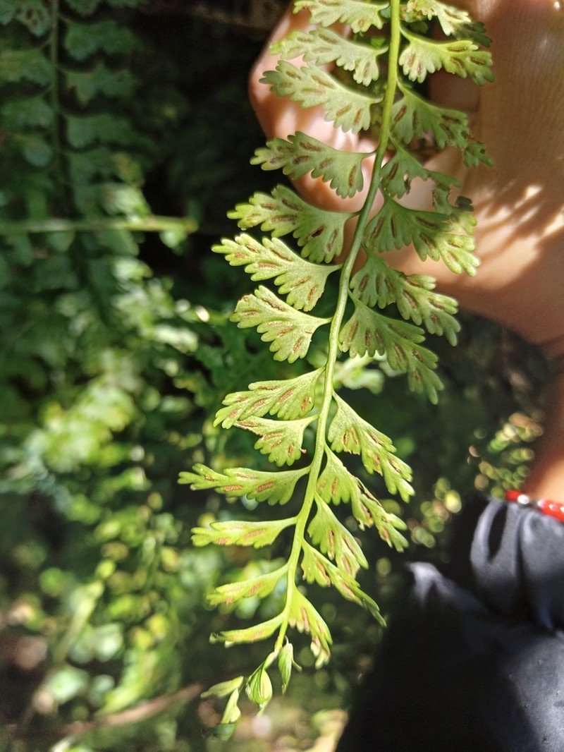 Asplenium gueinzianum photo 3