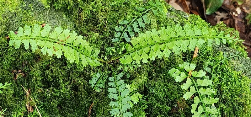 Asplenium gueinzianum photo 4