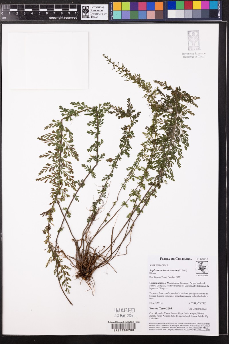 Asplenium haenkeanum photo 2