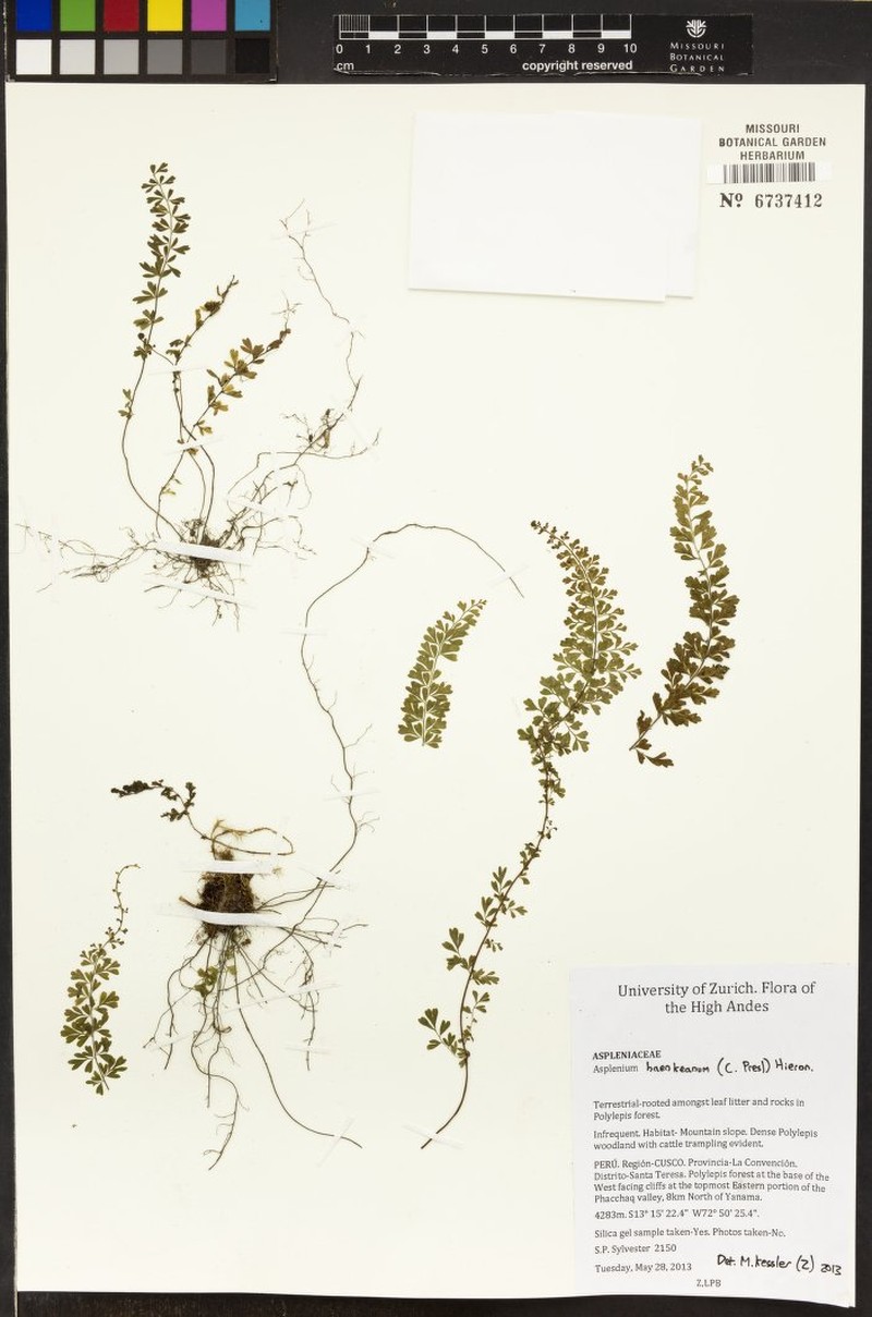 Asplenium haenkeanum photo 3
