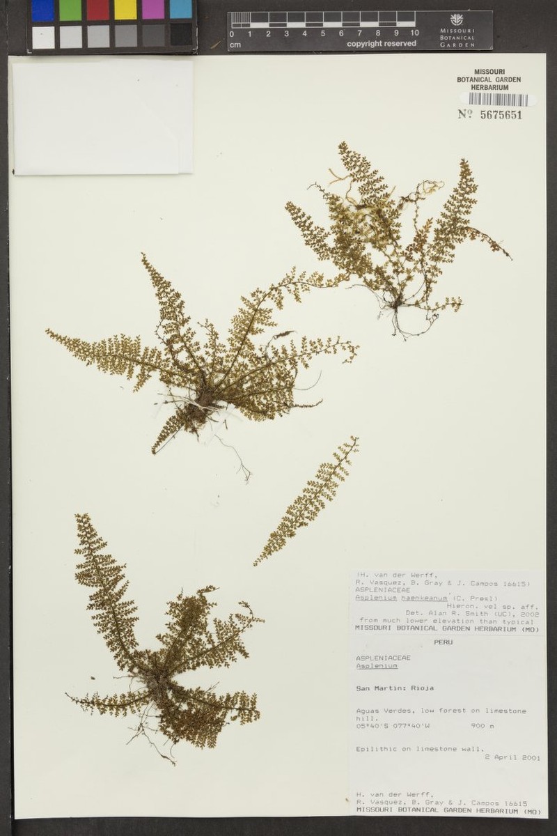 Asplenium haenkeanum photo 4