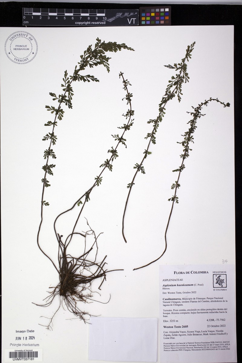 Asplenium haenkeanum