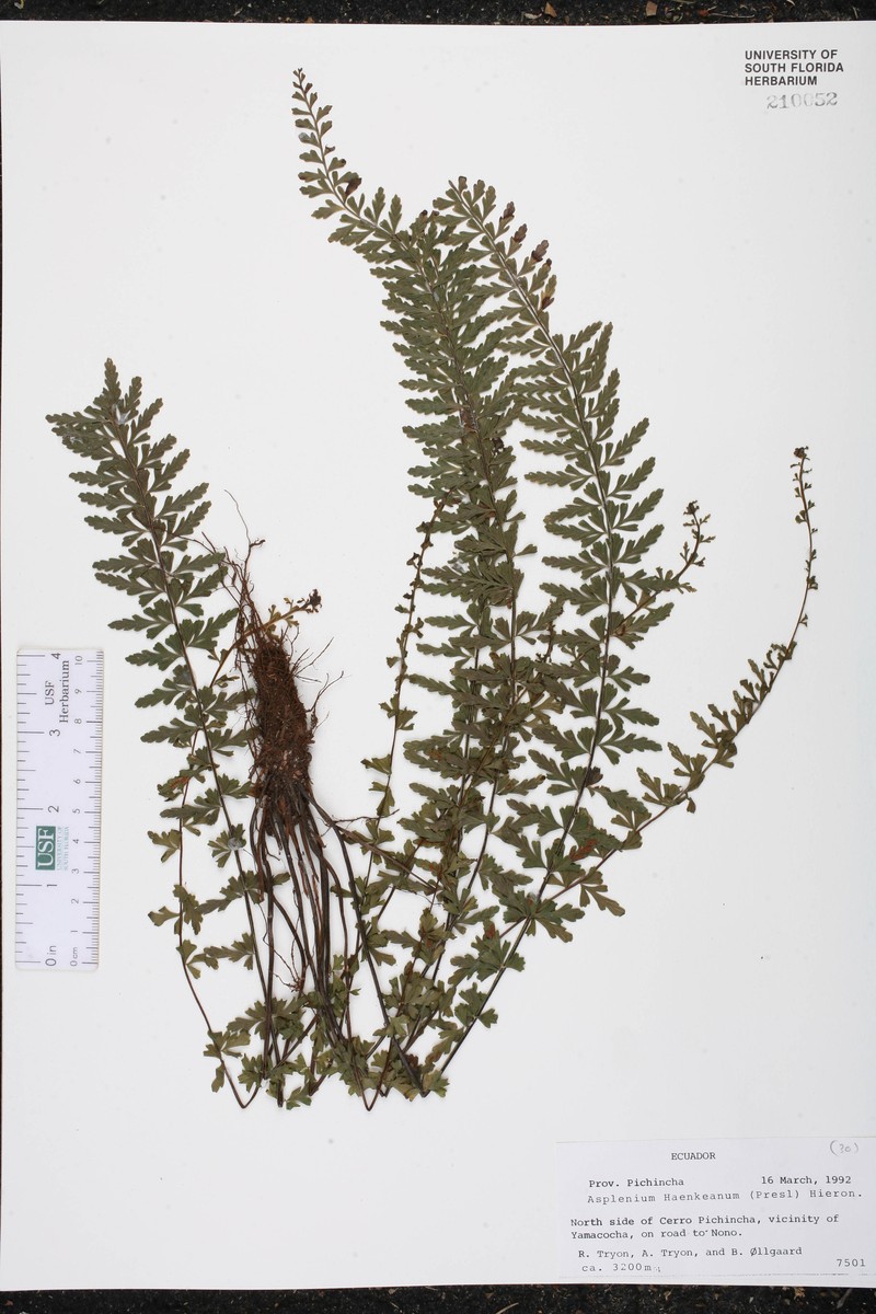 Asplenium haenkeanum photo 2