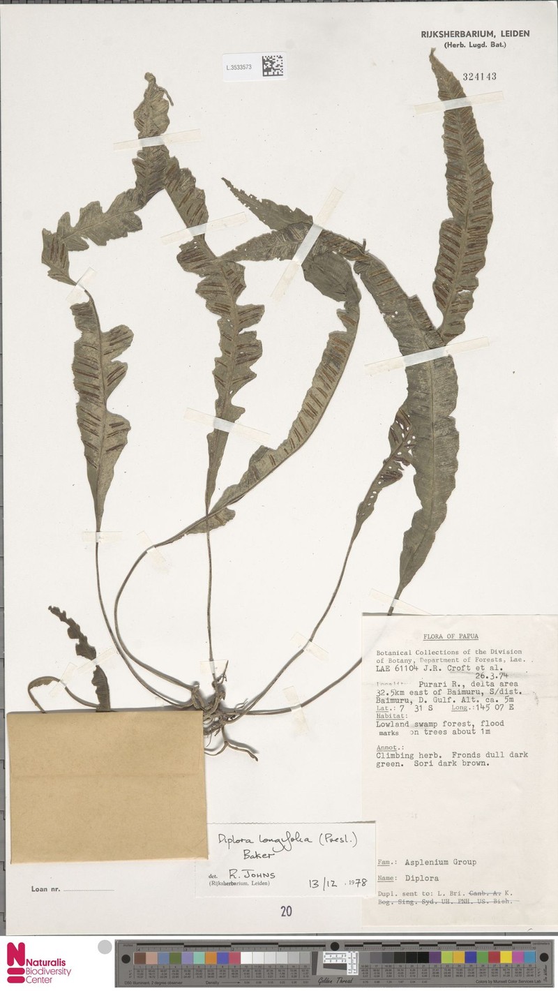 Asplenium haenkei