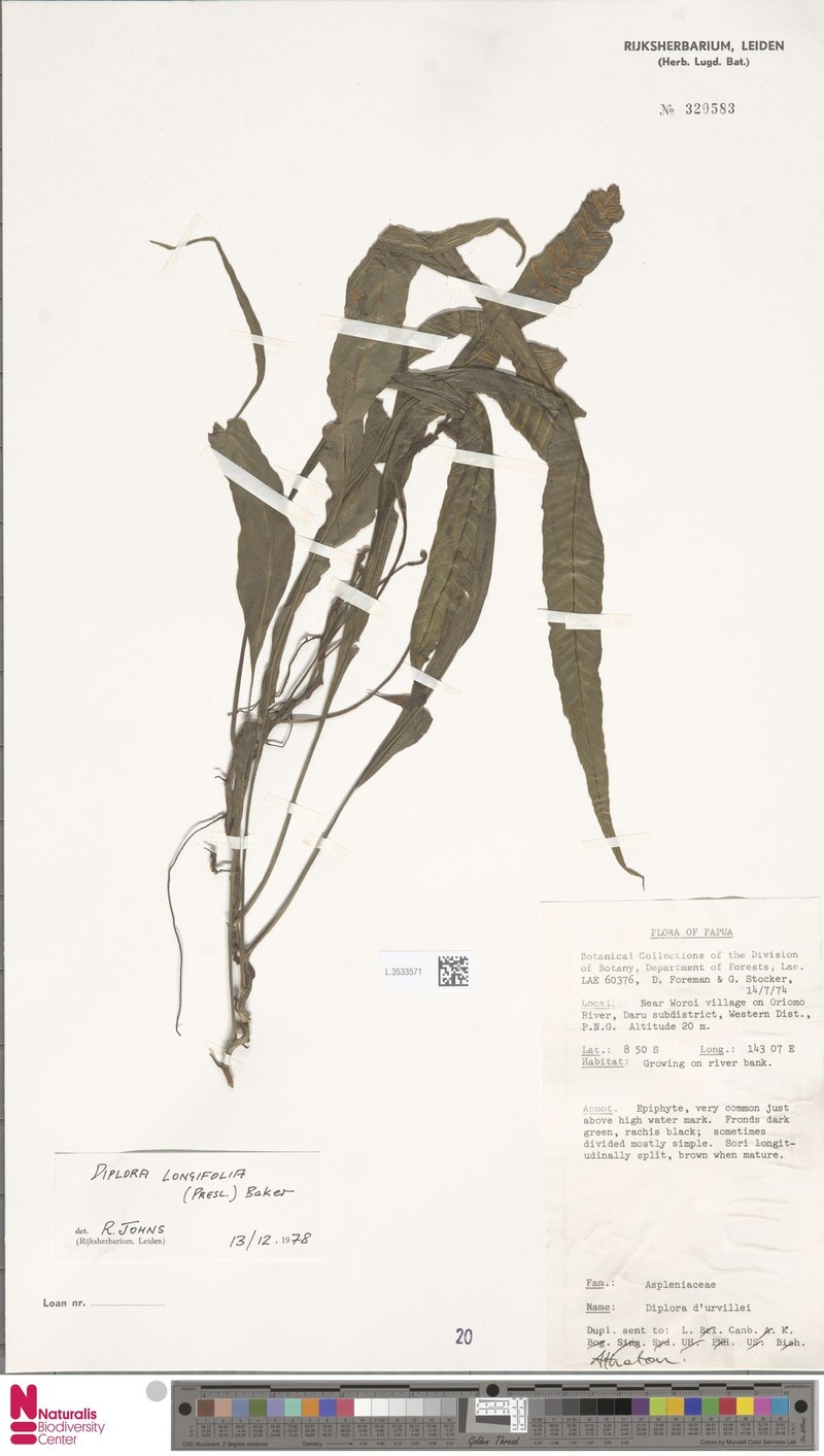 Asplenium haenkei photo 2