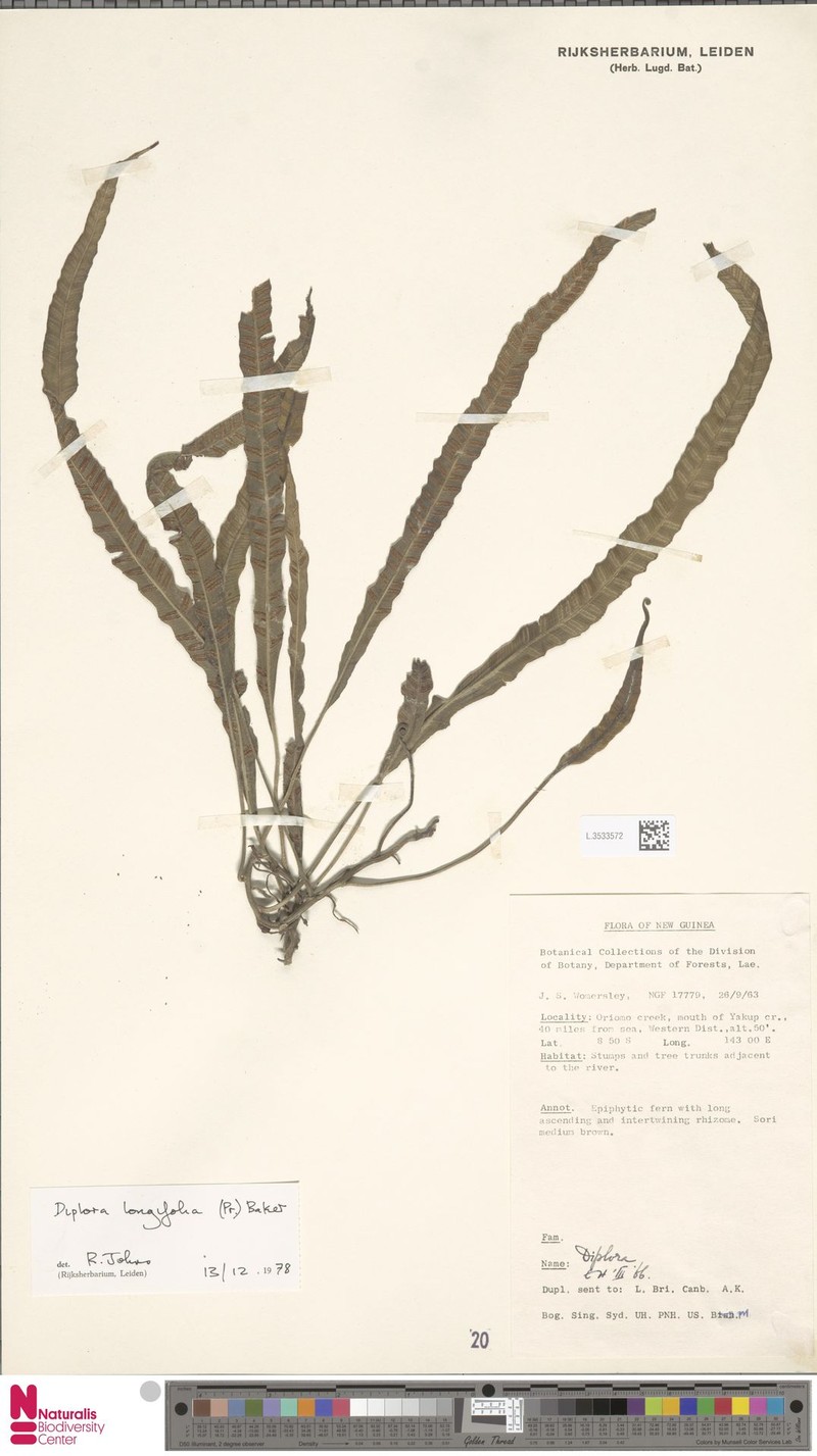 Asplenium haenkei photo 3