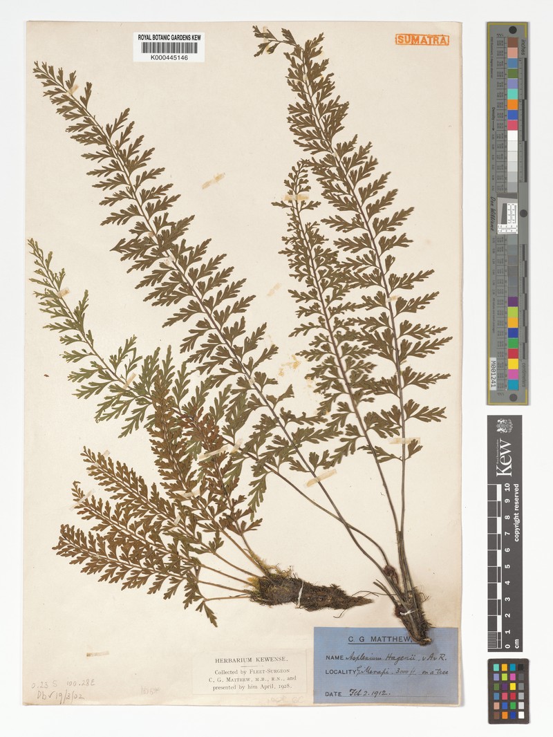 Asplenium hagenii