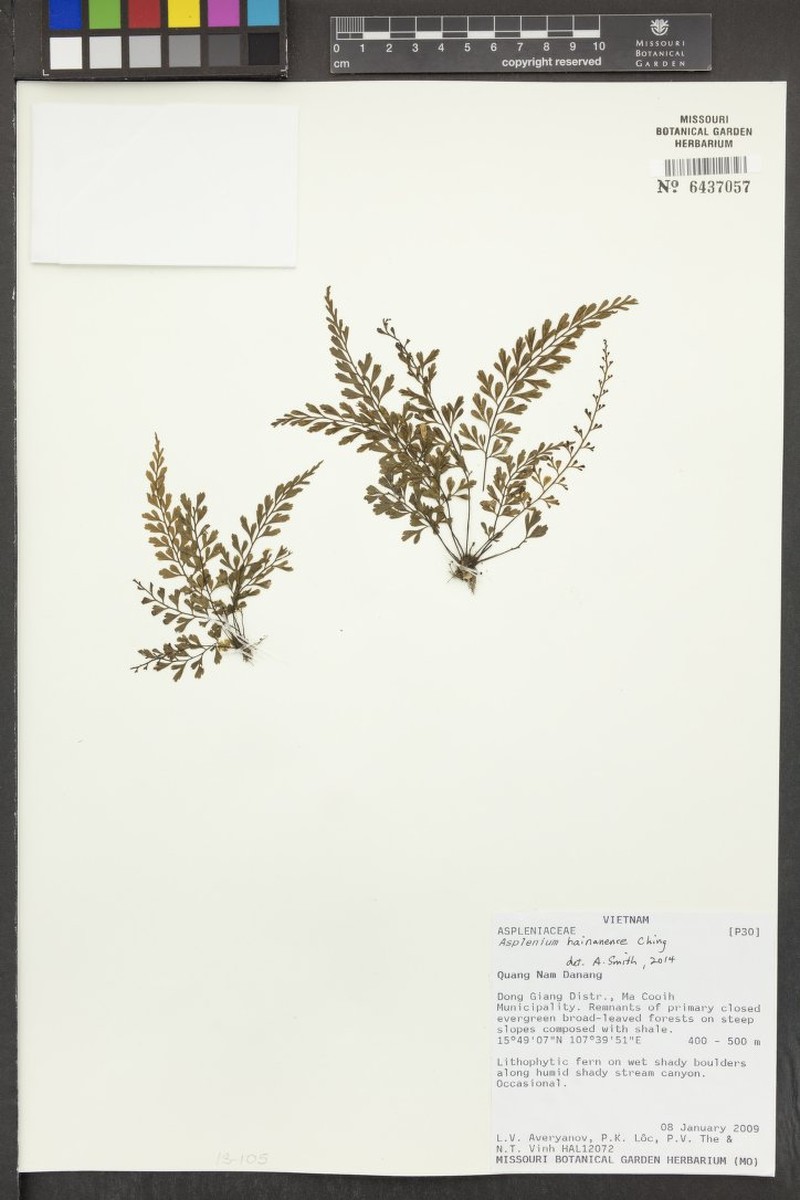 Asplenium hainanense