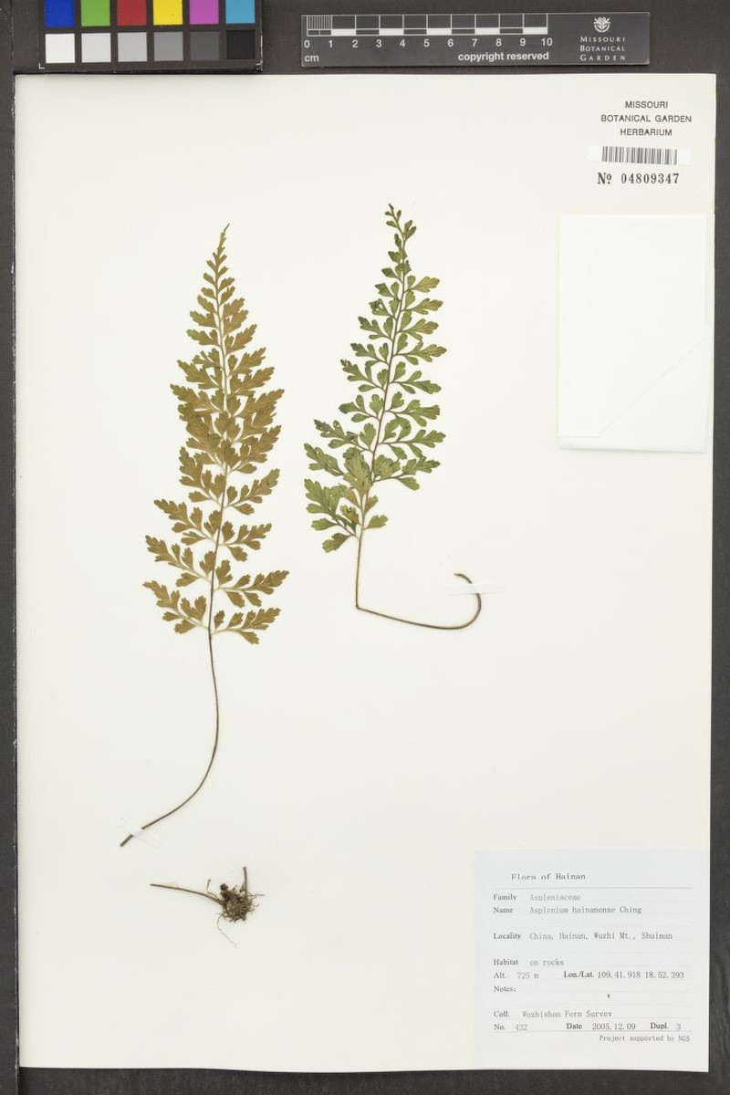 Asplenium hainanense photo 2