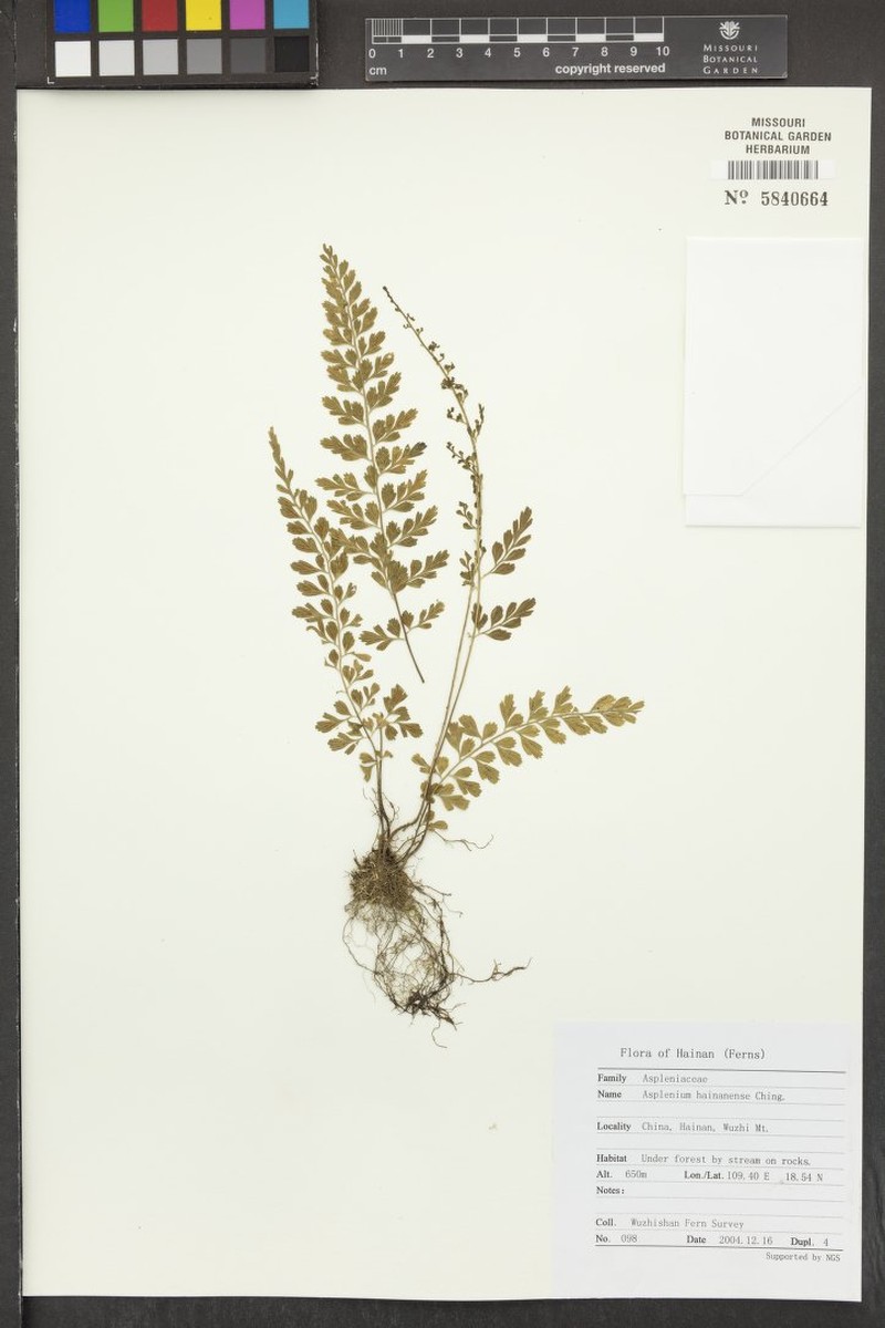 Asplenium hainanense photo 3