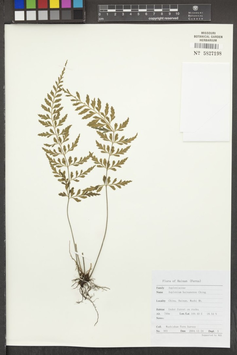 Asplenium hainanense photo 4