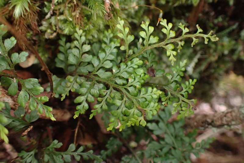 Haleakala Spleenwort