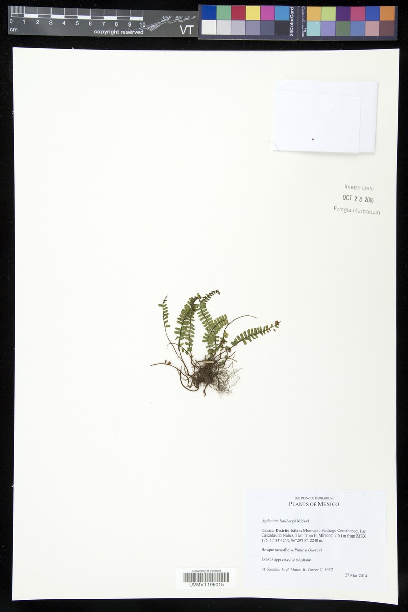 Asplenium hallbergii