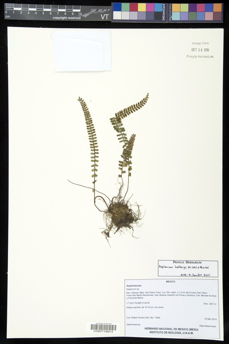 Asplenium hallbergii photo 2