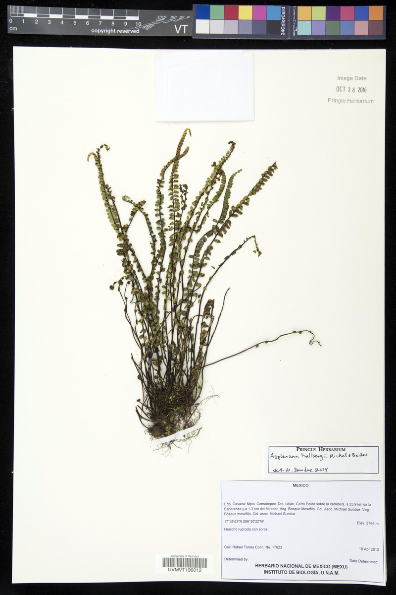 Asplenium hallbergii photo 3