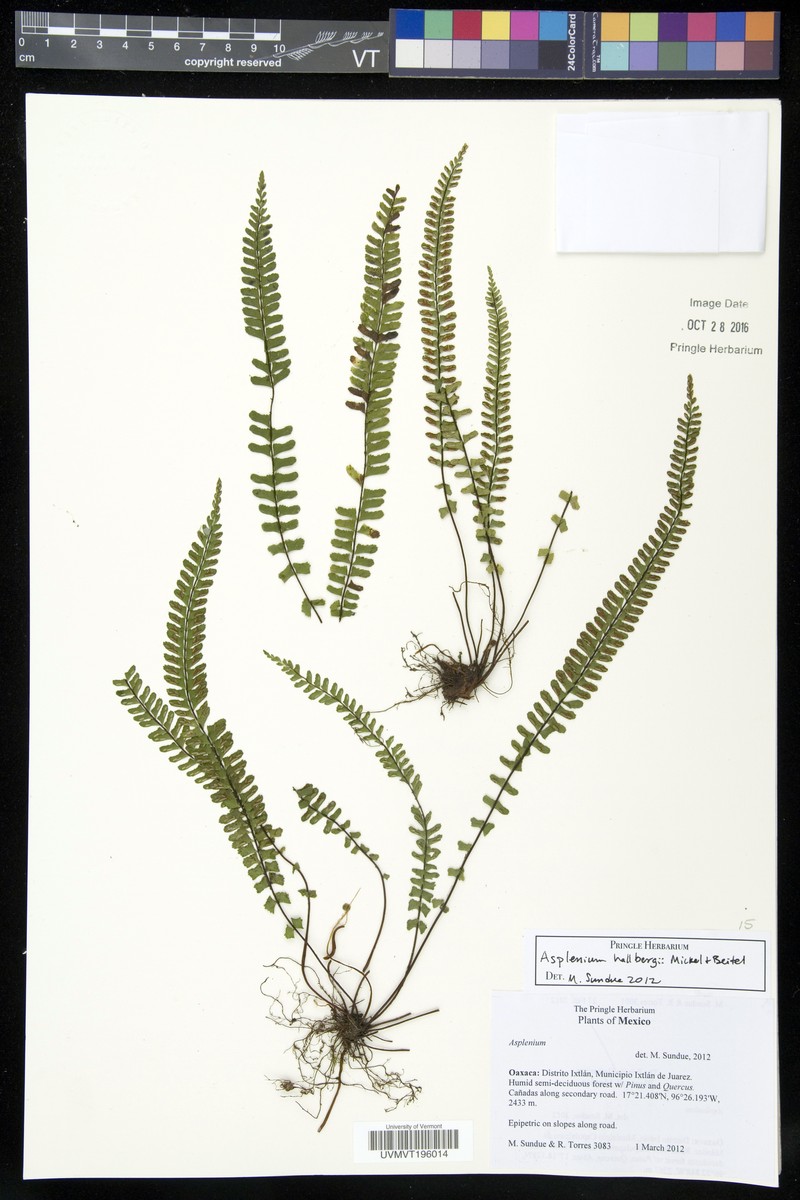 Asplenium hallbergii photo 4