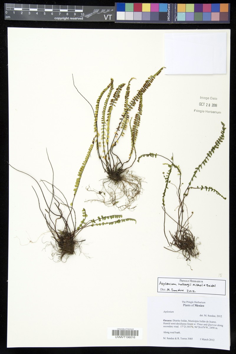 Asplenium hallbergii photo 5