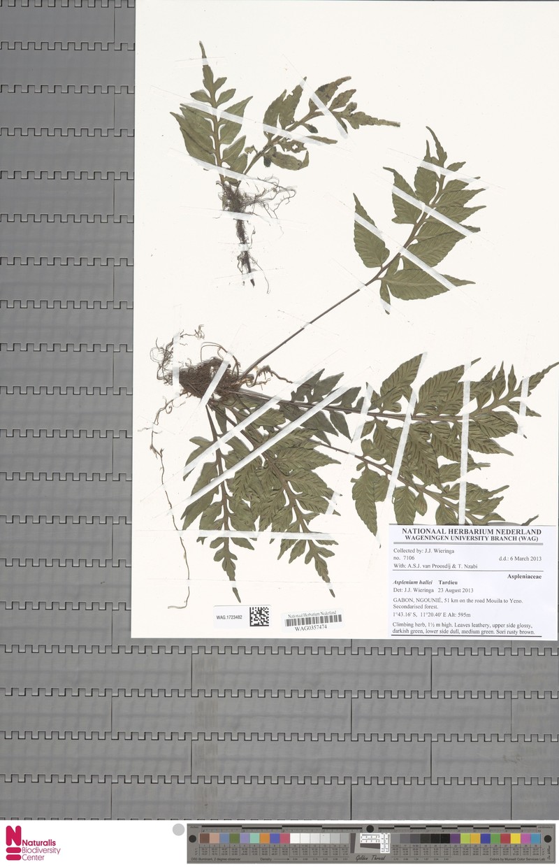 Asplenium hallei