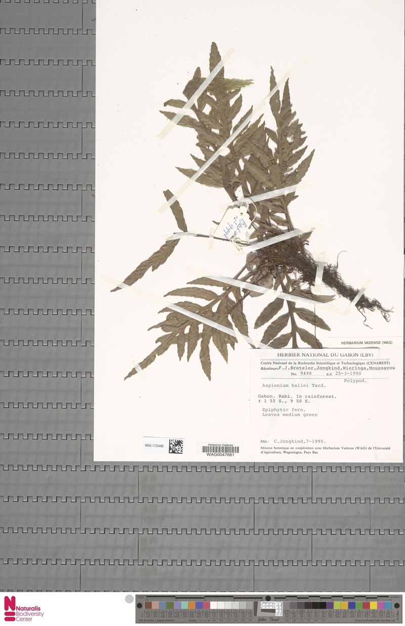 Asplenium hallei photo 2