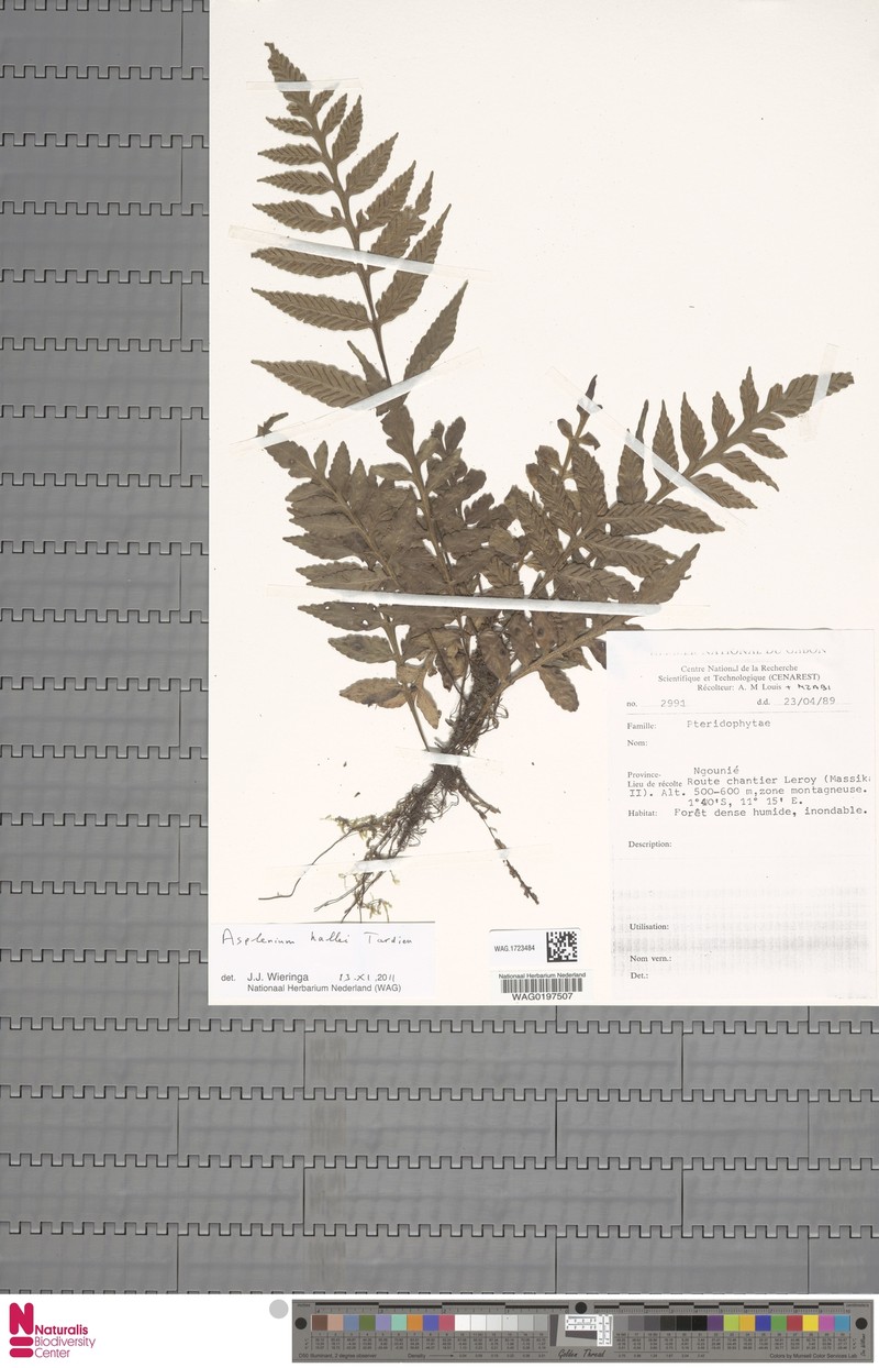 Asplenium hallei photo 3