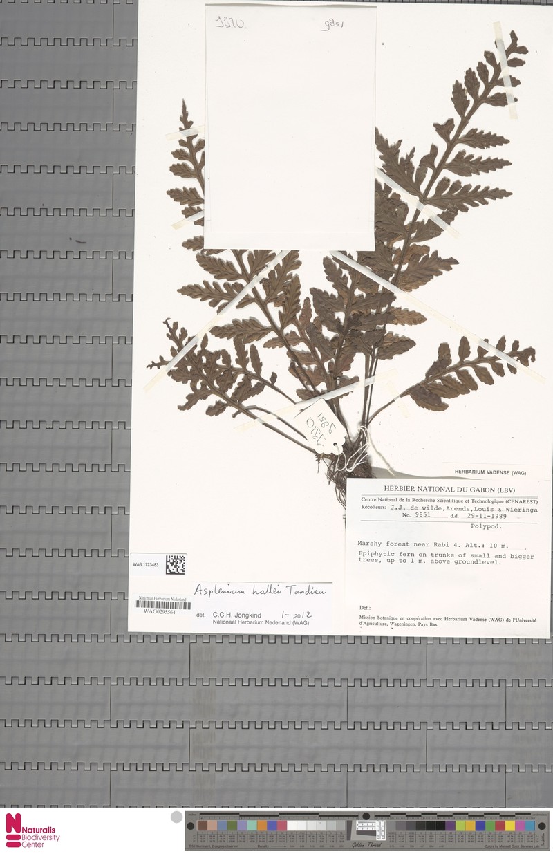 Asplenium hallei photo 4